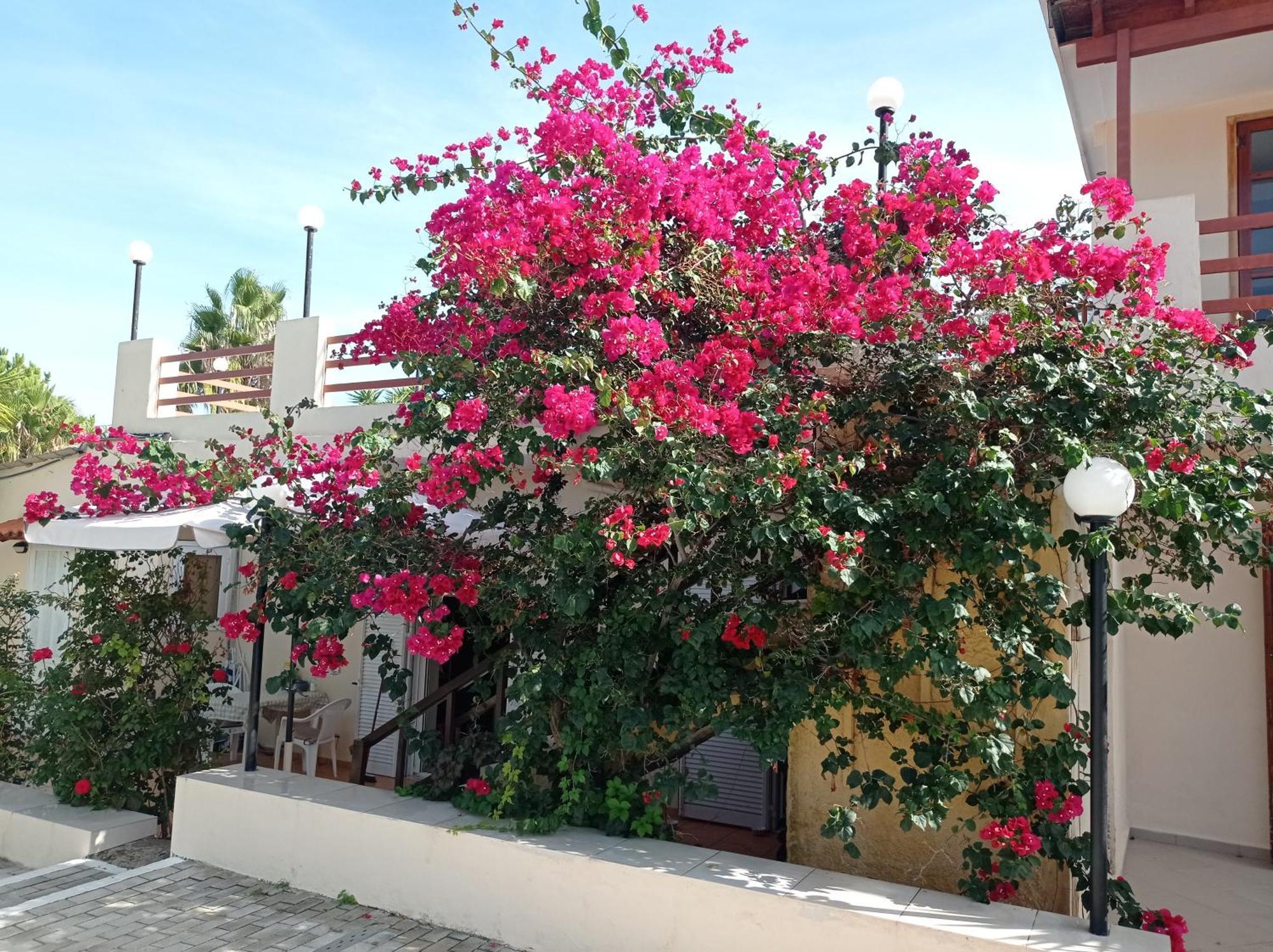 Alexandros Aparthotel Kalamaki